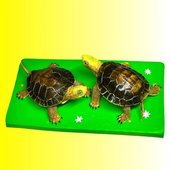 Two turtles on a green platform with a yellow background