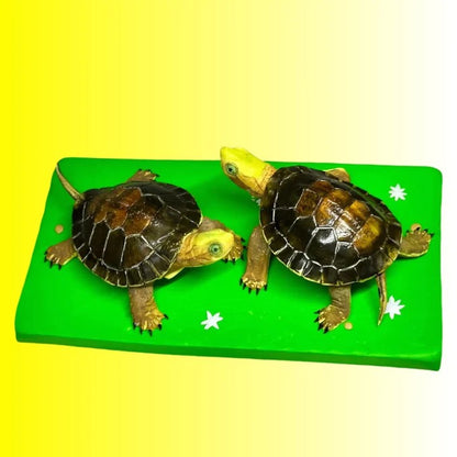 Two turtles on a green platform with a yellow background